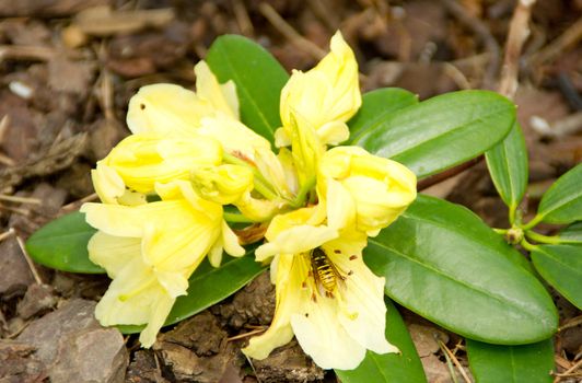 Beautiful rhododendron