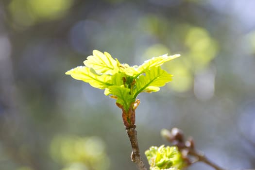 Blooming  oak