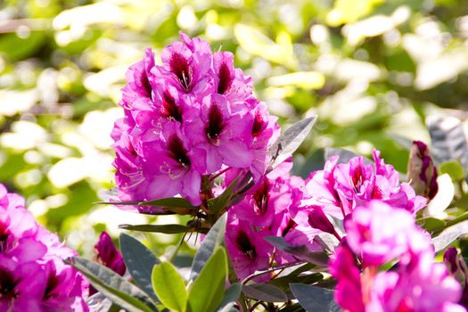 Beautiful rhododendron