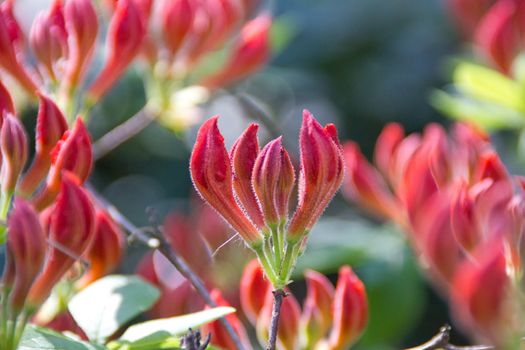 Buds of a rhododendron occidentale