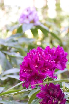 Beautiful rhododendron