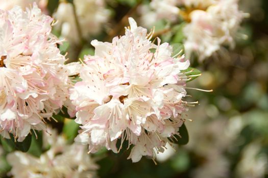 Beautiful rhododendron