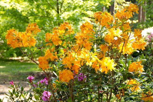 Beautiful rhododendron