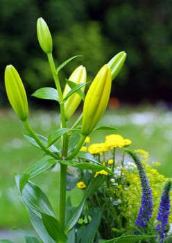 Lilium-longiflorum