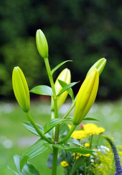 Lilium-longiflorum