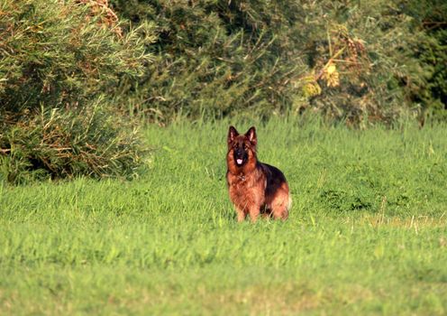 shepherd dog outdoors in the grass