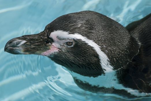 Magellanic Penguin, Spheniscus magellanicus, or South American penguin on blue water background