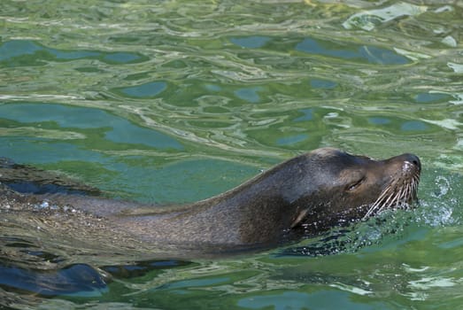 Sea lion swimming in the water under the sun