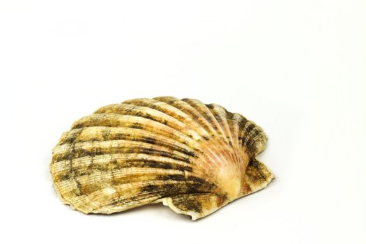 fine image with sea shell isolated on white background