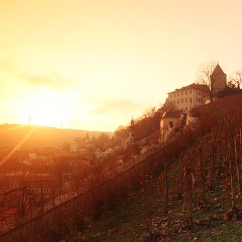 vineyard in prague