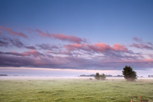 summer field in Drenthe in morning dog