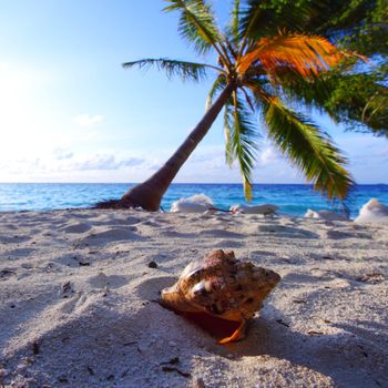 shell on sand under palm