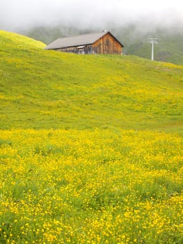 Swiss chalet in the yellow meadow on the alps