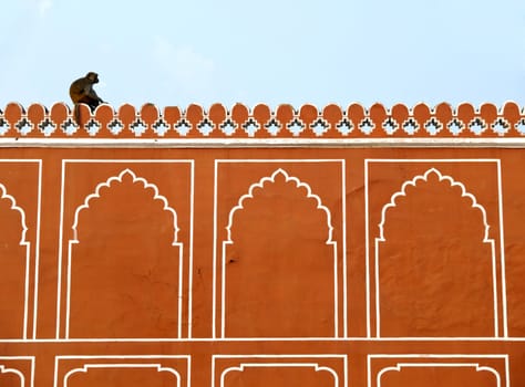 A monkey on the wall of Jaipur City Palace, India