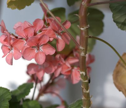 Blossom pink geranium. Shallow DOF.