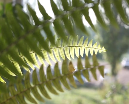 Twigs with green leaves on abstract background. Shallow DOF.