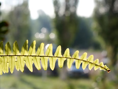 Twig with green leaves on abstract background. Shallow DOF.