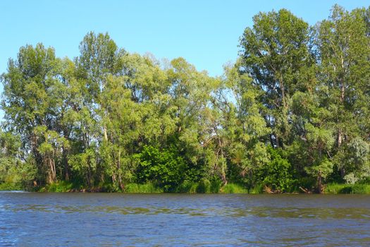 Summer landscape with river