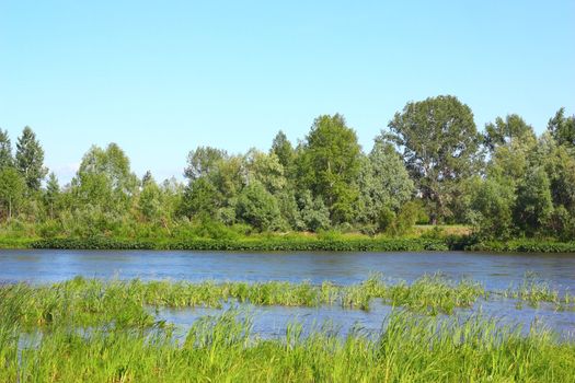 Summer landscape with river