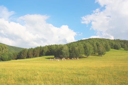 Summer landscape with forest and herd of cows