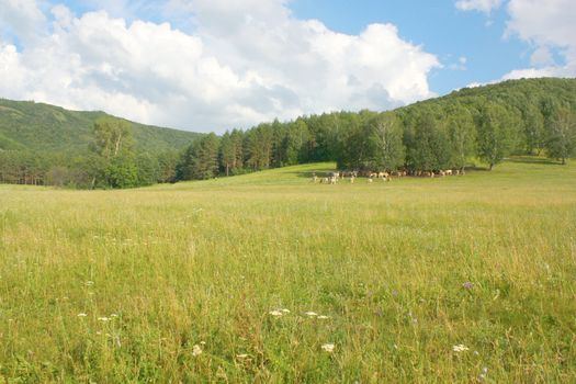 Summer landscape with forest and herd of cows