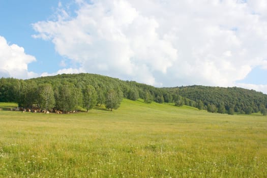 Summer landscape with forest and herd of cows