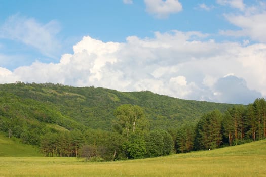 Summer landscape with forest on the mountains 