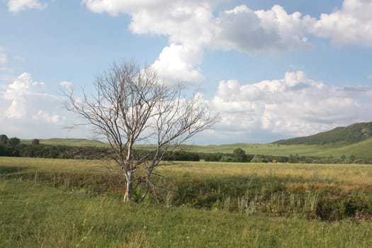 Summer landscape with dry tree