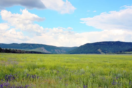 Beautiful summer landscape