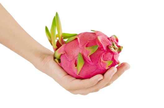 female hand and dragon fruits on white background