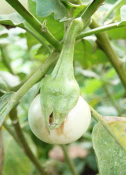 green eggplant on the tree