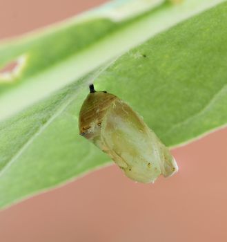 monarch butterfly cocoon on leaf