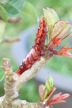 the orange caterpillars with leaves and branch