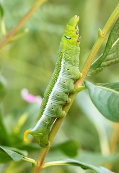 the green caterpillar on a branch