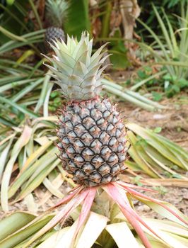 growing pineapple plant, tropical fruit of the Northeast Thailand