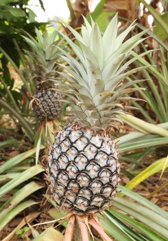 growing pineapple plant, tropical fruit of the Northeast Thailand