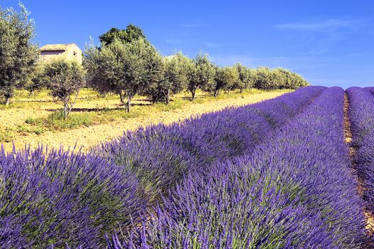 Between lavender and olive trees 