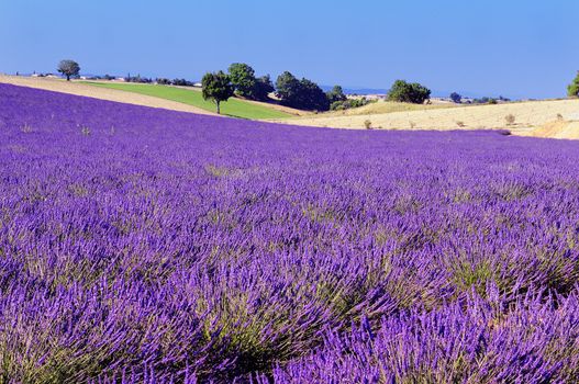 image shows a lavender field in the region of Provence, southern France