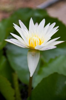 White lotus