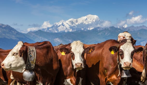 Portrait of cows located at high altitude in The Alps with The Mont Blanc Massif in the background.