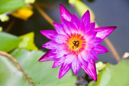 Pink lotus







v