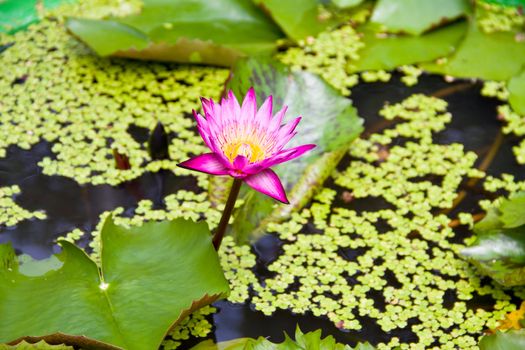 pink lotus