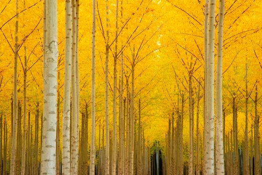 A stand of trees begins to weather the fall cold