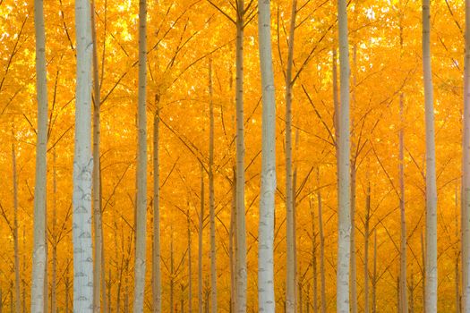 A stand of trees begins to weather the fall cold 