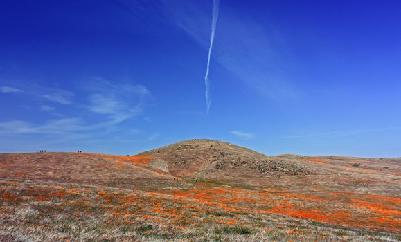 California Wild Poppies