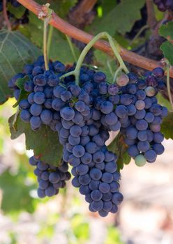 Amazing succulent Grapes on the Vine just before harvest