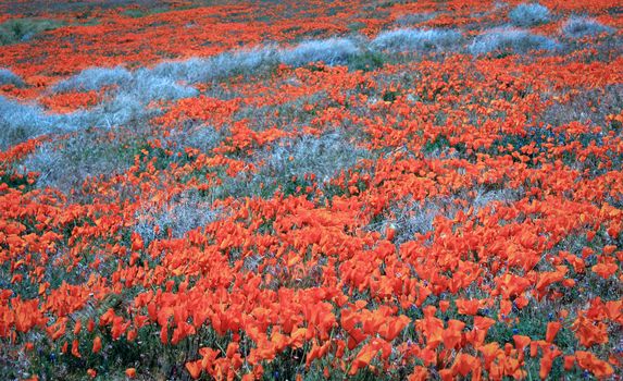 California Wild Poppies