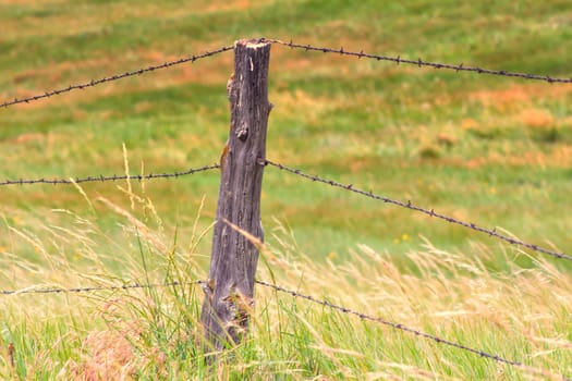 Buffalo Gap National Grasslands is in Western South Dakota near the Badlands and Black Hills, rancher, barbed wire, barrier, fence, cattle, sheep