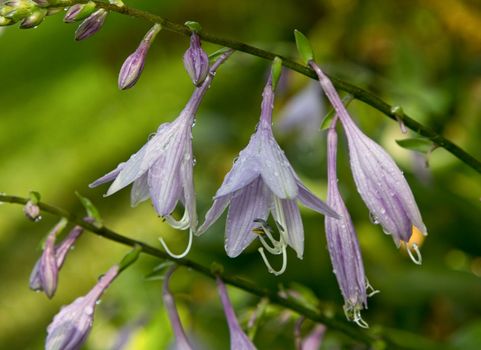 Blooming Hosta After the Rain