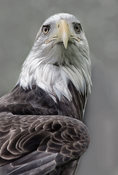 An American Bald Eagle stands vigil.